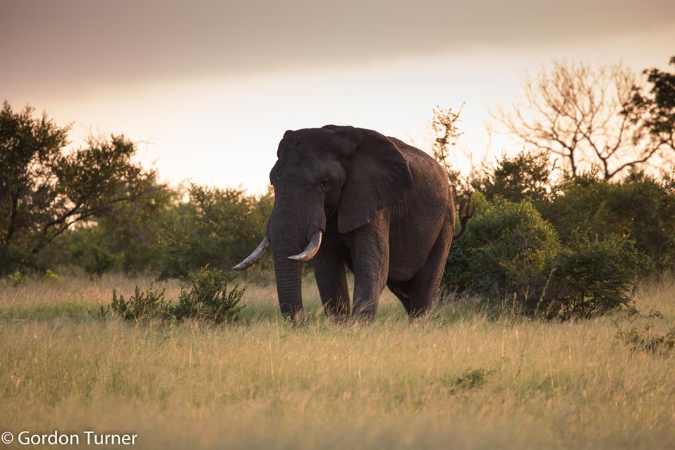 <h2>The Best of South Africa Escorted 2019</h2>Kruger Safari, Cape Town, the Winelands & Garden Route | 14 Nights | 5 Rounds | February 23 - March 9